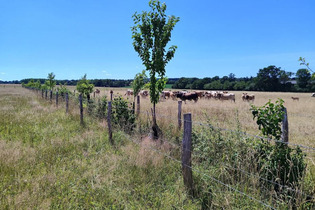 Planter des haies pour am&eacute;liorer la qualit&eacute; de l&rsquo;eau : on vous explique la strat&eacute;gie antipollution de ces agriculteurs | Une semaine d'actu - Newsletter de veille de l'AURH | Scoop.it