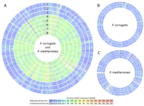 Frontiers: Comparative genomic analysis of multiple strains of two unusual plant pathogens: Pseudomonas corrugata and Pseudomonas mediterranea (2015) | Publications from The Sainsbury Laboratory | Scoop.it