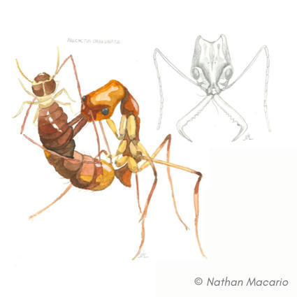 Nathan Macario : Il était une fourmi | EntomoScience | Scoop.it