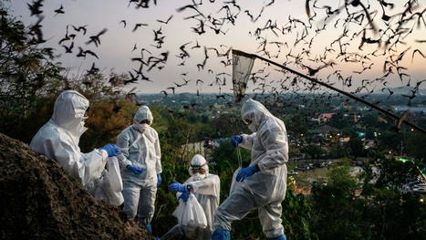 Avec le r&eacute;chauffement climatique, le monde face &agrave; l'&egrave;re des pand&eacute;mies | Crise sanitaire | Scoop.it