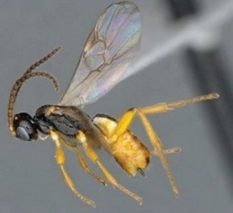 Cotesia typhae, une nouvelle espèce prometteuse pour la lutte biologique (2/2) | EntomoScience | Scoop.it