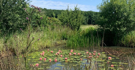Vive le jardin punk : pas cher, facile à entretenir, autonome et écolo | La Relève de la Peste | La SELECTION du Web | CAUE des Vosges - www.caue88.com | Scoop.it