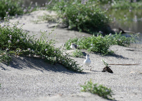 Ventura Fish & Wildlife Office - US Fish & Wildlife Service | Coastal Restoration | Scoop.it