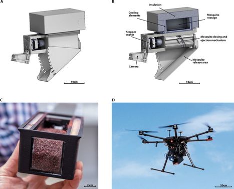 L’efficacité du lâcher par drone de moustiques mâles stériles mise en évidence | EntomoNews | Scoop.it