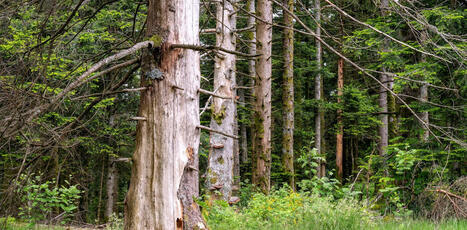 Pourquoi il faut en finir avec le mythe de la for&ecirc;t&nbsp;salvatrice | Biodiversit&eacute; - @ZEHUB on Twitter | Scoop.it
