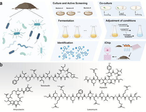 Antimicrobial discovery from underexplored environments: unlocking specialized metabolism | Cin | RMH | Scoop.it