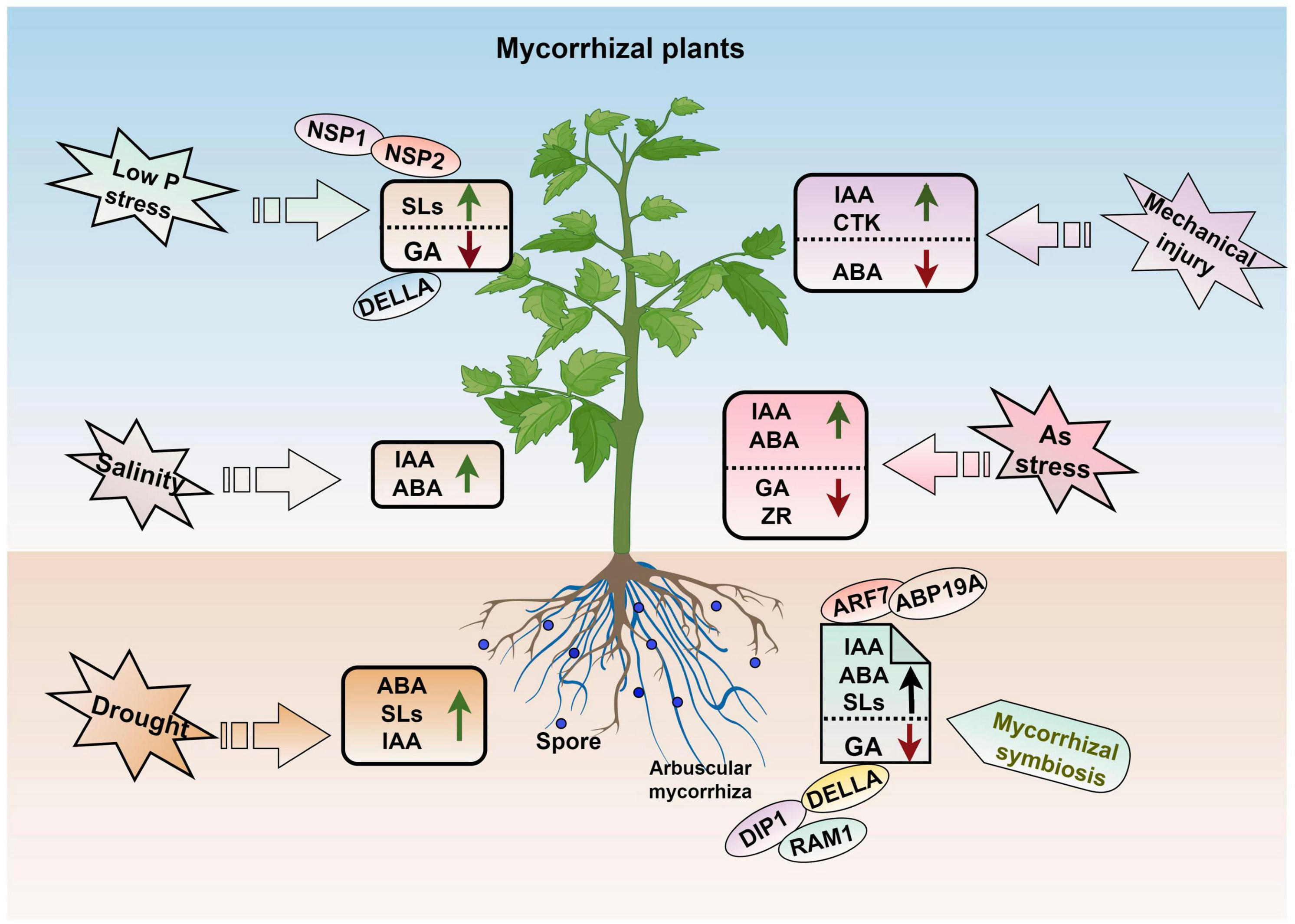 The role of arbuscular mycorrhizal symbiosis in...