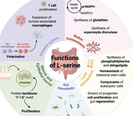 L-serine at the crossroads of microbiota, intestinal health, and disorders | ComB | RMH | Scoop.it
