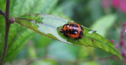 AU MOIS DE JUIN : Nymphe de coccinelle asiatique - Harmonia axyridis | Les Colocs du jardin | Scoop.it