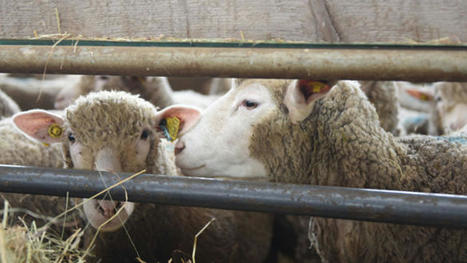 Beaucoup moins d’ovins à l’abattoir en juillet 2023 | Actualité Bétail | Scoop.it
