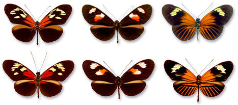 Solving the Puzzles of Mimicry in Nature | Rainforest CLASSROOM | Scoop.it