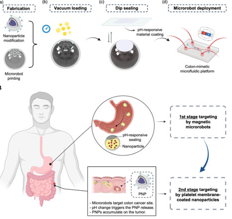 Multistage microrobots with pH-responsive release of platelet membrane&ndash;coated nanoparticles | sadv | RMH | Scoop.it