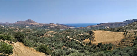 The GREEK Olive Oil Sector in 2021: The Year in Review | CIHEAM Press Review | Scoop.it