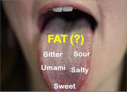 Blame your taste buds for liking fat: Receptor for tasting fat identified in humans | Science News | Scoop.it