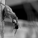 – Mantis: vida, muerte y sexo caníbal del alien de los arbustos | Bichos en Clase | Scoop.it