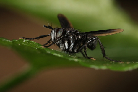 First record of South American Hermyini, a new species of Hermya Robineau-Desvoidy, 1830 (Diptera: Tachinidae: Phasiinae) from Paraguay: Studies on Neotropical Fauna and Environment: Vol 0, No 0 - ... | EntomoNews | Scoop.it