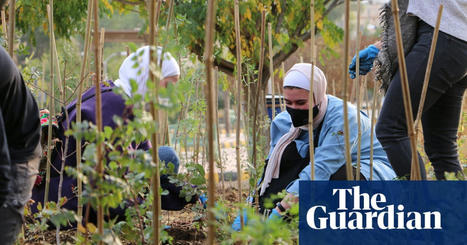 Greening the desert: the architect regenerating JORDAN's native FORESTS&nbsp; | CIHEAM Press Review | Scoop.it