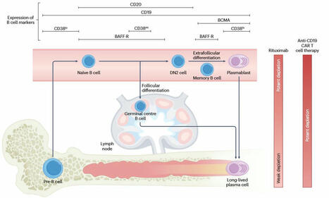 Nicola Ferrari on LinkedIn: #lupus #immunology #rheumatology #autoimmunity | Immunology and Biotherapies | Scoop.it