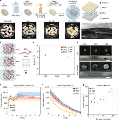 Programmable design of seed coating function induces water-stress tolerance in semi-arid regions NFD | RMH | Scoop.it
