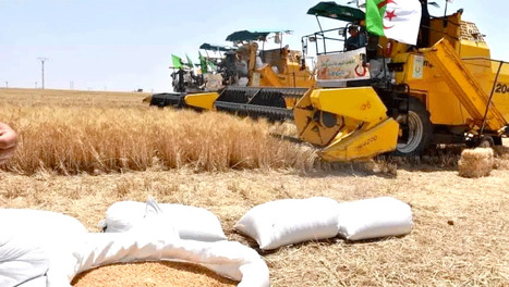 ALG&Eacute;RIE : D&eacute;veloppement de la production c&eacute;r&eacute;ali&egrave;re : Un plan strat&eacute;gique quinquennal mis en place | CIHEAM Press Review | Scoop.it