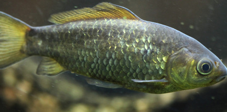 De nombreux poissons du Grand-Est menacés d'extinction -RCF Alsace | Biodiversité : les chiffres-clés | Scoop.it