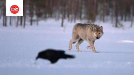 Susitutkija pelk&auml;&auml; kannan romahtavan uuden mets&auml;stysp&auml;&auml;t&ouml;ksen my&ouml;t&auml; | MTV Uutiset | 1Uutiset - Lukemisen t&auml;hden | Scoop.it