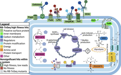 Cross-family and phage-specific gene requirements for Klebsiella infection revealed by scalable RB-TnSeq genetic screens | brvsys | RMH | Scoop.it