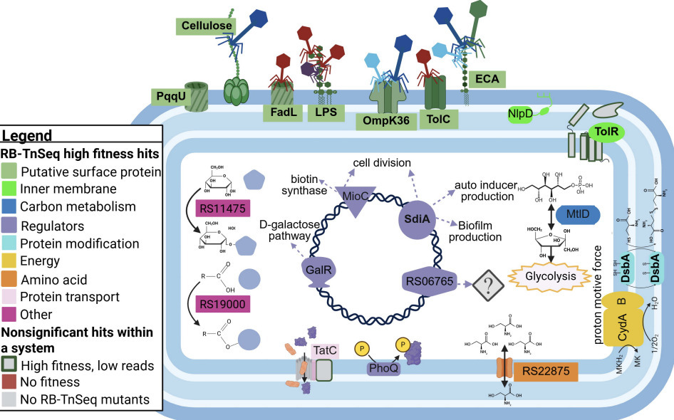 Cross-family and phage-specific gene requiremen...