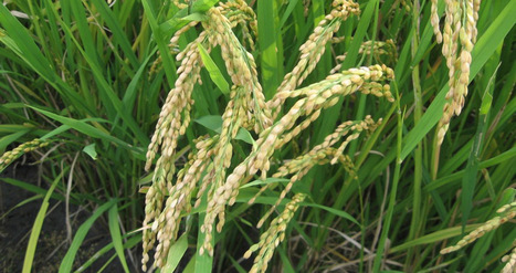 Origins of Farmed Rice Discovered in China | Human Interest | Scoop.it