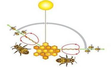 El lenguaje matemático de las abejas | Bichos en Clase | Scoop.it