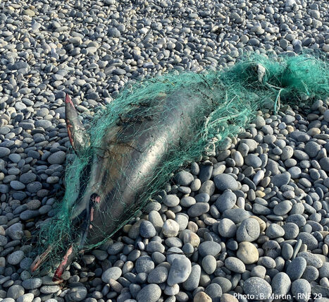 Captures de dauphins communs : effet de la fermeture de la pêche en 2025 - Observatoire Pelagis | Biodiversité | Scoop.it