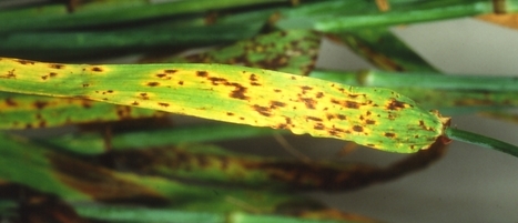 BBSRC: Major pathogen of barley decoded: new avenues for control (2016) | Plant Pathogenomics | Scoop.it