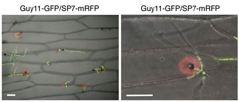 A Secreted Fungal Effector of Glomus intraradices Promotes Symbiotic Biotrophy. Current Biology (2011) | Host Translocation of Plant Pathogen Effectors | Scoop.it