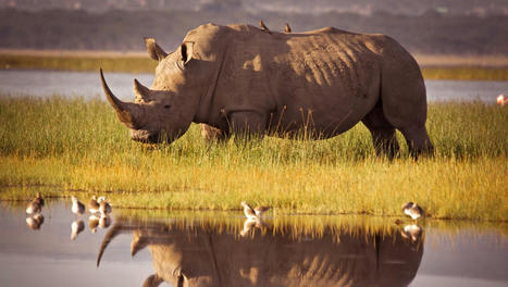 Afrique : l’astuce de la Banque mondiale pour protéger les rhinocéros | Biodiversité | Scoop.it