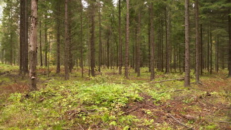 Vielä viitisen vuotta sitten avohakkuusta kieltäytynyt metsänomistaja saattoi päätyä käräjille – jatkuvan kasvatuksen periaate herättää nyt kiinnostusta | Yle Uutiset | yle.fi | 1Uutiset - Lukemisen tähden | Scoop.it