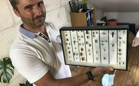 Une espèce d’insecte censée être disparue resurgit grâce à un Angoumoisin ! - Charente Libre.fr | Histoires Naturelles | Scoop.it