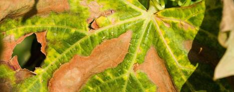 Scientists Map Risk of Exposure to Xylella | OLIVE NEWS | Scoop.it