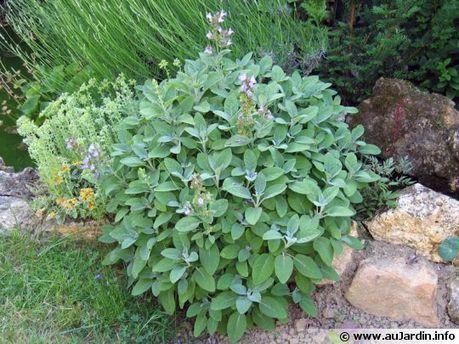Les bienfaits de la sauge officinale | La Sagesse de la Nature | Scoop.it