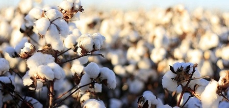 Adidas, H&M, Ikea lead on sustainable cotton sourcing | Sustainable Procurement News | Scoop.it