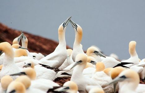 Oiseaux à la mer | Biodiversité | Scoop.it
