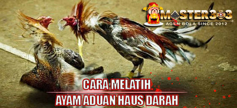 Cara Melatih Ayam Aduan Men