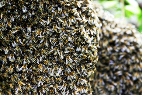 The True Hive Mind – How Honeybee Colonies Think | attention | Scoop.it