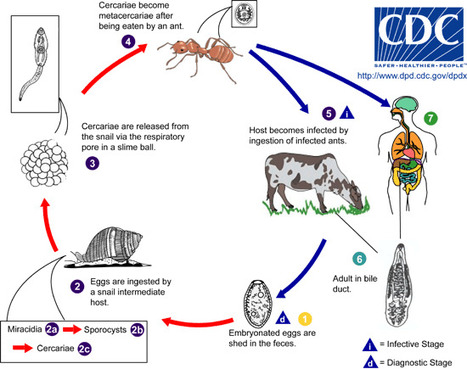 Manger des fourmis crues : attention à la petite douve | Variétés entomologiques | Scoop.it