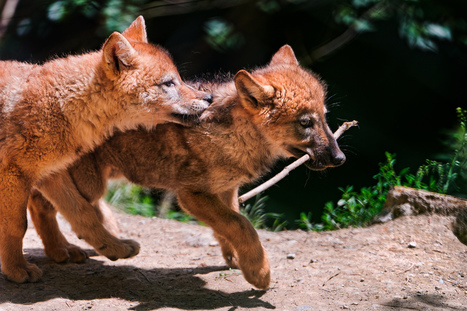 Susi, Canis lupus | 1Uutiset - Lukemisen tähden | Scoop.it