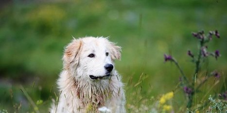 Face à face avec l'ours en Béarn : des patous sauvent un troupeau | Pastoralisme Ours Loups Lynx | Scoop.it