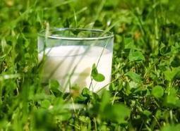 Arla Foods vise 270 millions de litres « marketés » lait de pâturage | Lait de Normandie... et d'ailleurs | Scoop.it