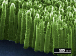 Un d&eacute;tecteur d'explosifs hors-norme qui s'inspire des antennes d'un papillon - CNRS | EntomoNews | Scoop.it