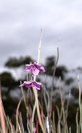 'Charlie’s Gold' rare plant discovered in Goldfields | Gardening Life | Scoop.it