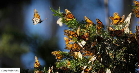 Une chaîne de solidarité se forme pour sauver le papillon monarque | Biodiversité | Scoop.it