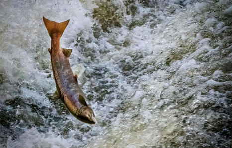 Bretagne : Dans l’un de ses derniers refuges, le saumon sauvage commence à se faire rare | Biodiversité : les chiffres-clés | Scoop.it